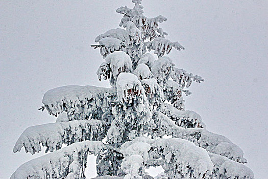 节日,雪