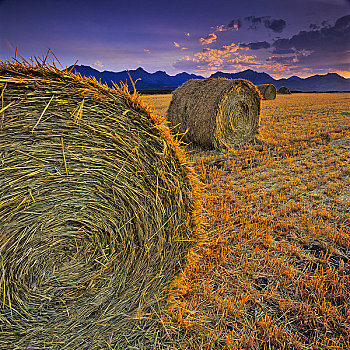干草包,地点,艾伯塔省,加拿大