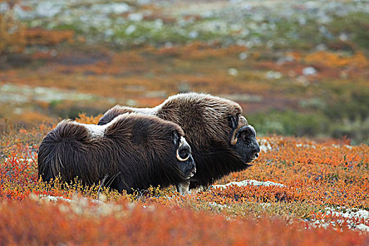 两个,麝牛,国家公园,挪威