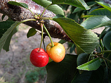 樱桃,水果,甜,红色,新鲜,特产,农产品,种植
