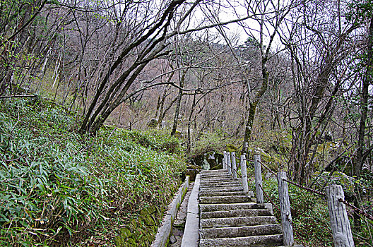 陕西镇安木王国家森森林公园