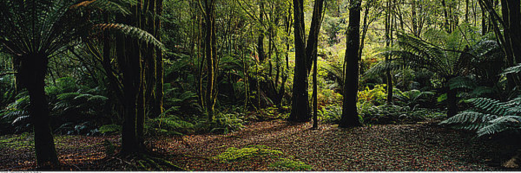 气候温和,树林,奥特韦国家公园,维多利亚,澳大利亚
