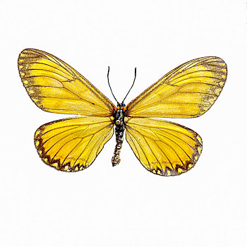 苎麻珍蝶蝴蝶标本