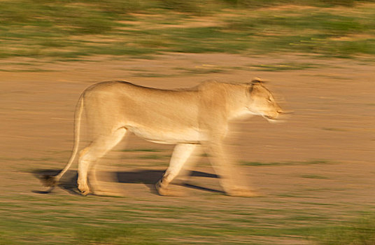 狮子,漫游,雌性,下雨,季节,绿色,环境,卡拉哈里沙漠,卡拉哈迪大羚羊国家公园,南非,非洲
