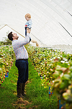 水果,挑选,隧道,一个,男人,拿着,婴儿,儿子,高处,头部,草莓植物
