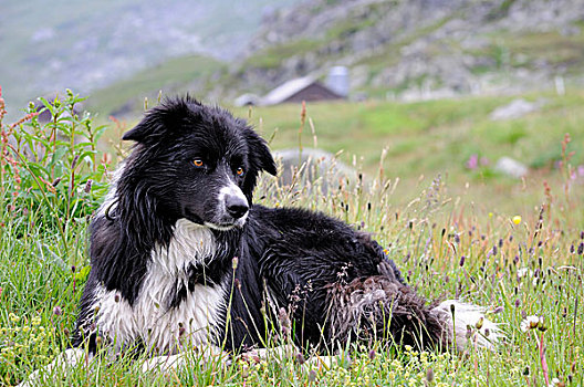狗,风景,挪威,斯堪的纳维亚,欧洲