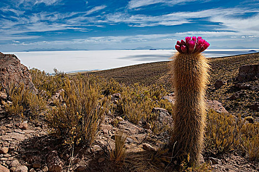 花,仙人掌,盐湖,乌尤尼,玻利维亚,南美