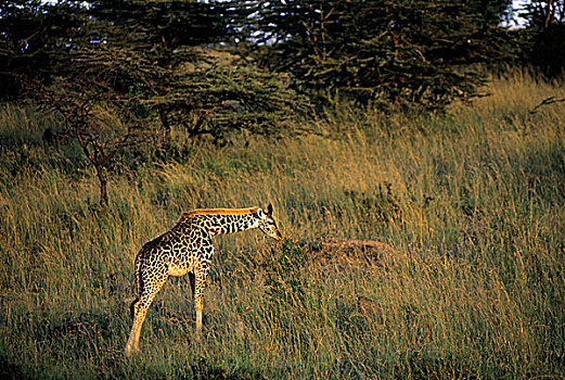 肯尼亚,马赛马拉,马赛长颈鹿,幼仔