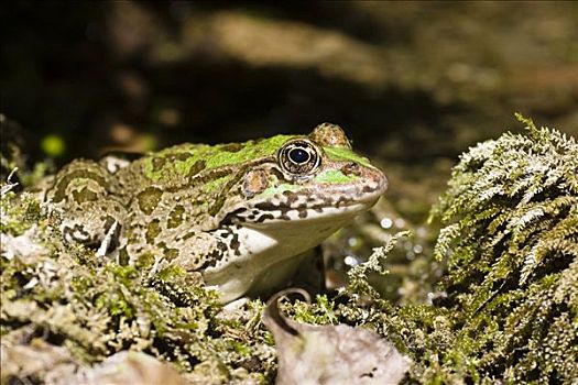 青蛙,蛙属,达尔马提亚,克罗地亚,欧洲