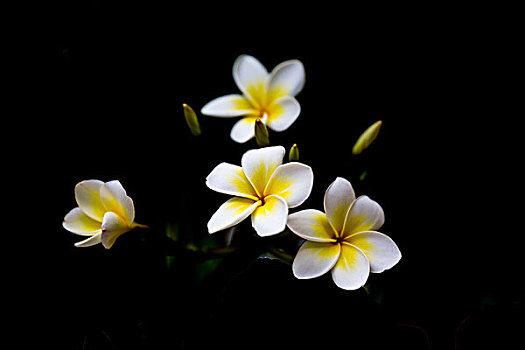 鸡蛋花