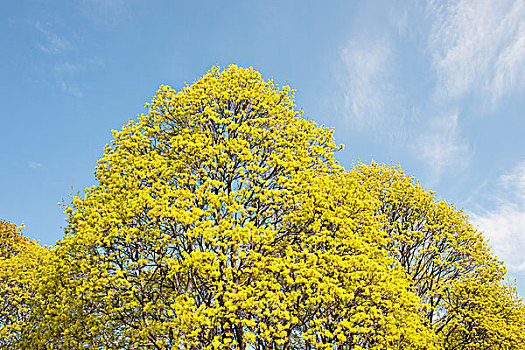 盛开,树,春天,蓝天,挪威,欧洲