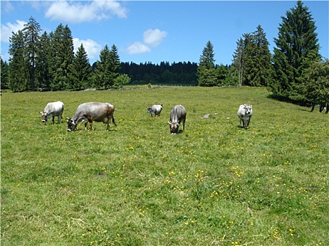 灰色,母牛,朱拉,山,瑞士