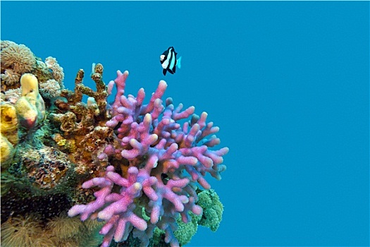 珊瑚礁,紫色,珊瑚,异域风情,鱼,仰视,热带,海洋,隔绝,蓝色背景,水,背景