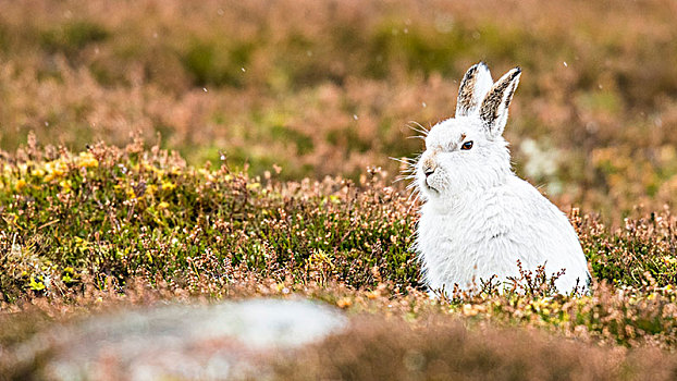 雪兔,坐,草地,冬季外套,国家公园,高地,苏格兰,英国