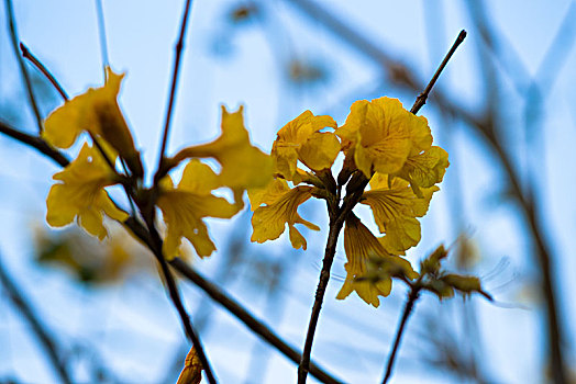 黄花风铃木