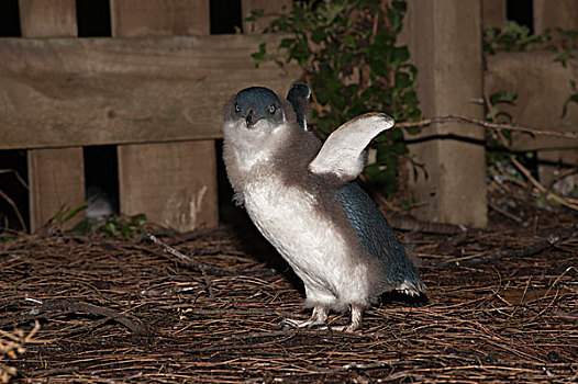小蓝企鹅,幼禽,菲利普岛,澳大利亚