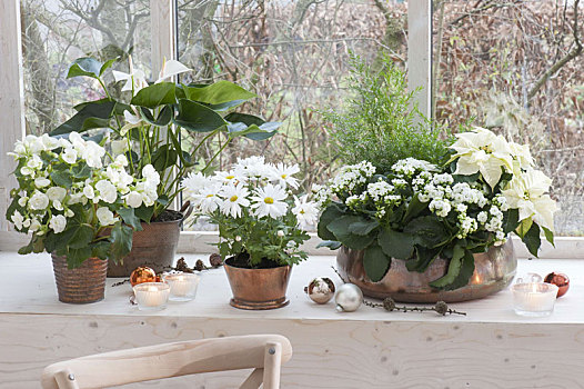 白色,盆栽植物,铜,容器,窗户