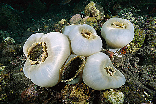 巨大,珊瑚,群,巴厘岛,印度尼西亚