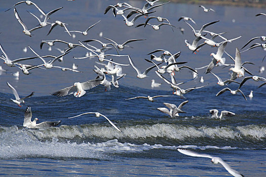 水面上争先恐后飞翔的一群海鸥