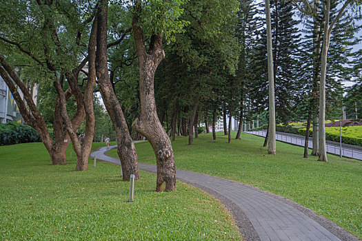 夏天广州天河公园绿树成荫林荫小道