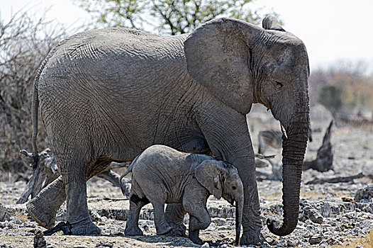 成年,幼小,非洲象,埃托沙国家公园,纳米比亚,非洲