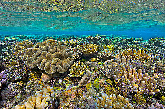 珊瑚礁,礁石,大堡礁,澳大利亚