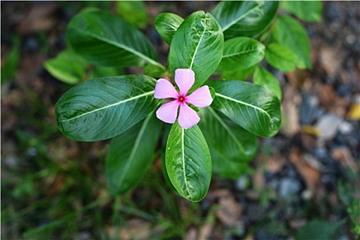 热带花卉,粉色