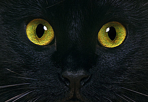 黑色,家猫,特写,眼睛