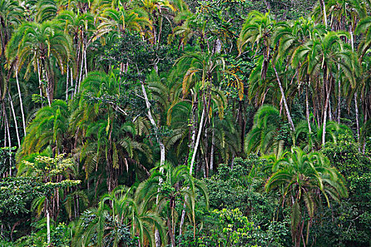 棕榈树,棕榈科,树,国家公园,喀麦隆