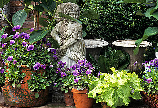 花园装饰,紫色,三色堇,莴苣,陶制器具