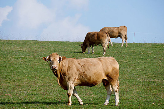 褐色,母牛,中间,草地