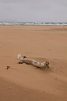 一个,块,浮木,流砂,爱德华王子岛,国家公园,北岸,加拿大