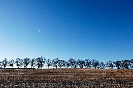 道路,酸橙树,冬天,残梗地,正面,梅克伦堡前波莫瑞州,德国,欧洲