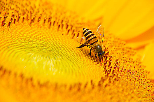 葵花与蜜蜂特写