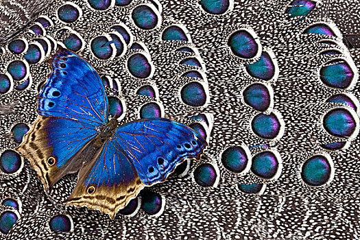蓝色,意大利腊肠,蝴蝶,灰色,孔雀,羽毛,设计