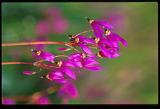 特写,折瓣花,夏天