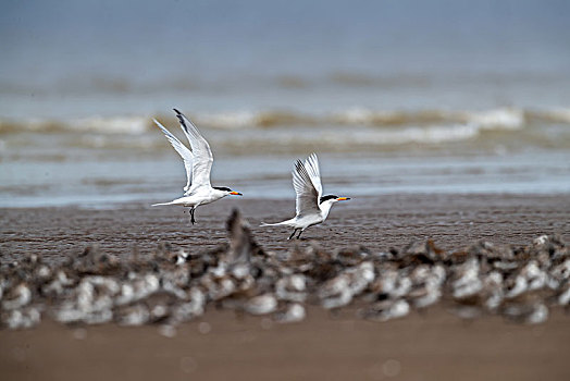 海滩上的中华凤头燕鸥