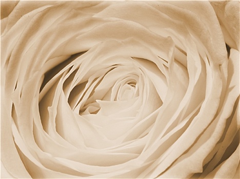 白色蔷薇,悲伤