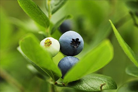 蓝莓,灌木,特写