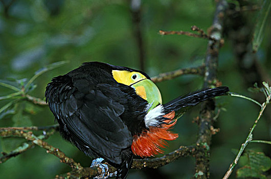 巨嘴鸟,成年,梳理,枝头,哥斯达黎加