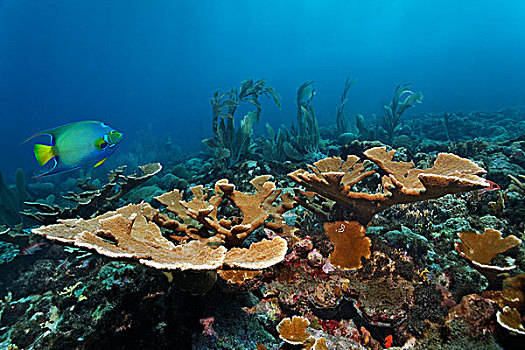 珊瑚礁,鱼,保险丝,鹿角,珊瑚,皇后,刺蝶鱼,小,多巴哥岛,斯佩塞德,特立尼达和多巴哥,小安的列斯群岛,加勒比海