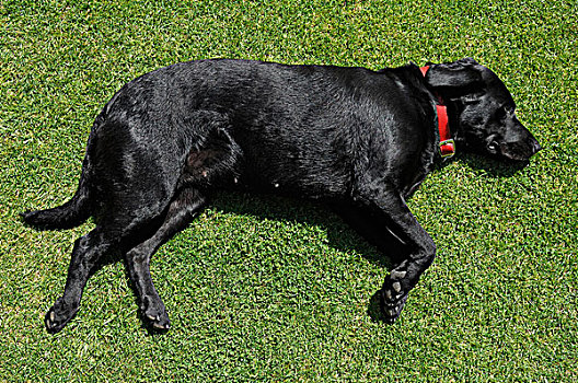 黑色,拉布拉多犬,卧,草坪,沃里克郡,英格兰,英国,欧洲