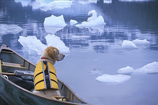 金毛猎犬,坐,独木舟,湾,阿拉斯加