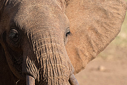 头像,非洲象,查沃,肯尼亚,非洲