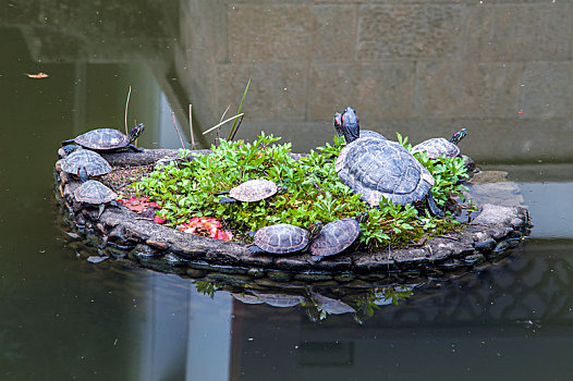西施故里景区放生池里的乌龟