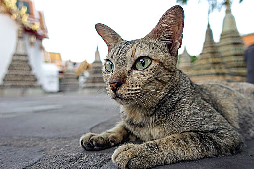 猫,涅磐寺,庙宇,泰国