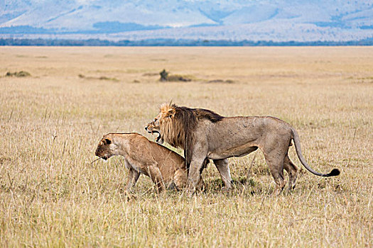 非洲狮,狮子,交配,马赛马拉国家保护区,肯尼亚