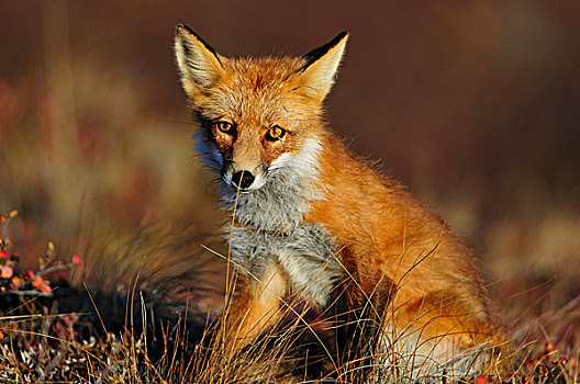 狐狸,黎明,德纳里峰国家公园,阿拉斯加,美国