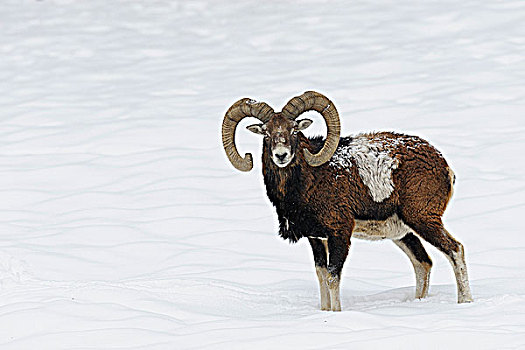 欧洲盘羊,冬天,德国
