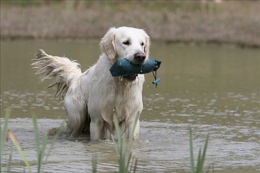 金毛猎犬,狗,水